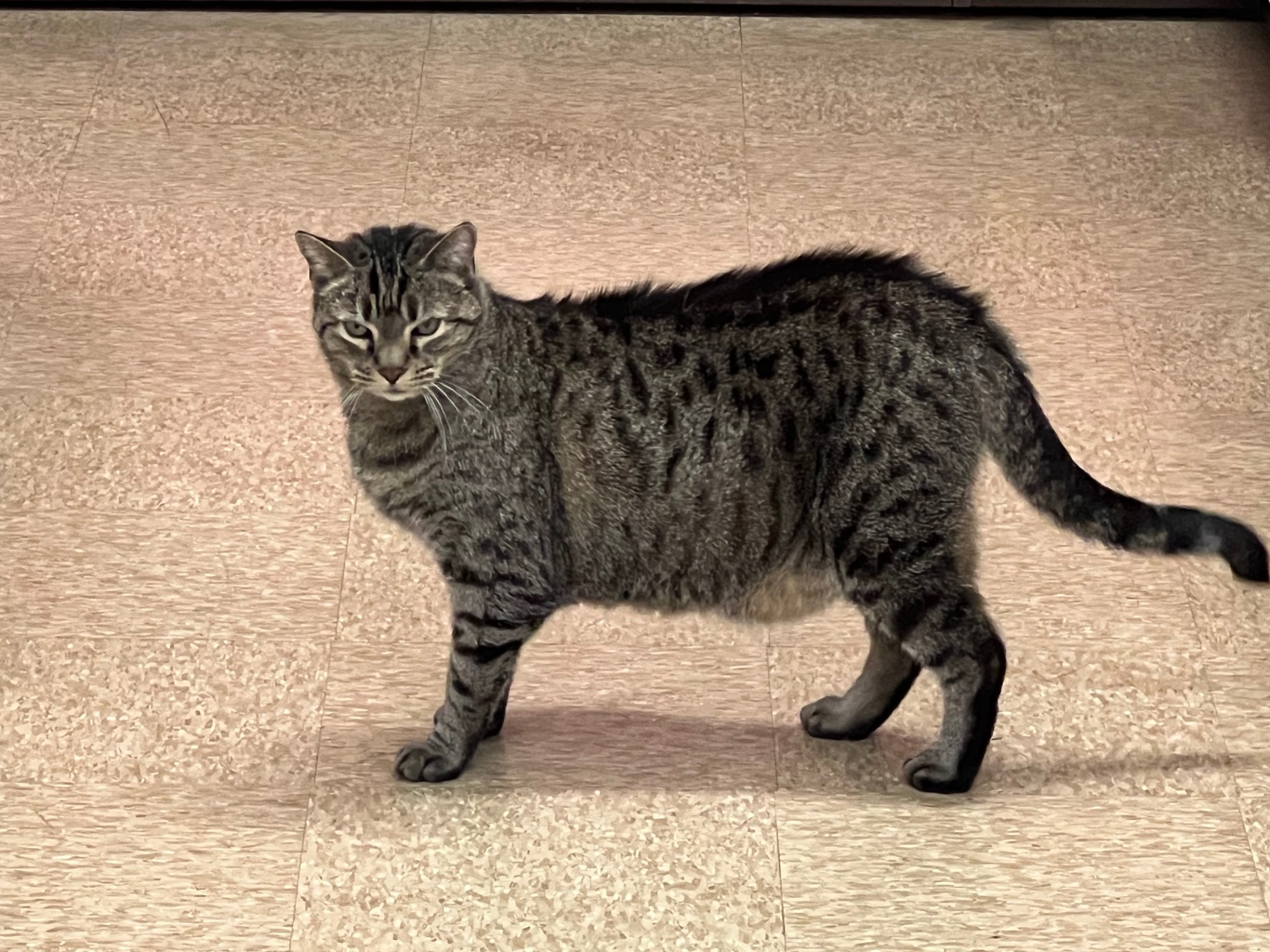 Ace, the resident store cat at Center Hardware